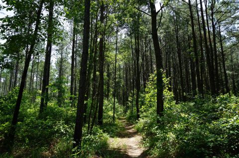 This 5-Mile Hike In Louisiana Takes You Through An Enchanting Forest