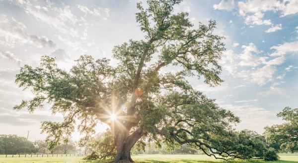 Most People Don’t Know Some Of The Oldest Trees In The World Are Found In New Orleans