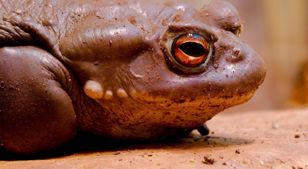 Toxic Toads Are Terrorizing Towns All Across Arizona This Monsoon Season