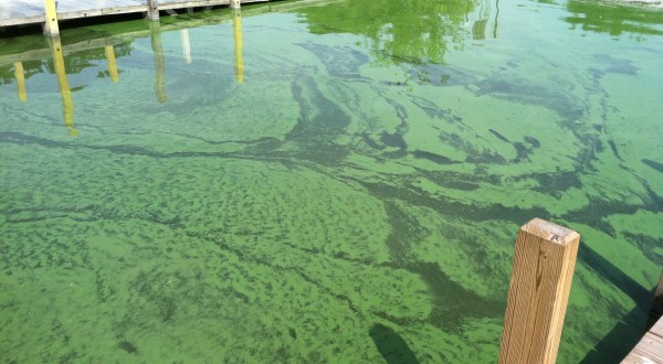 This Colorado Lake Was Just Shut Down Because Of Toxic Algae