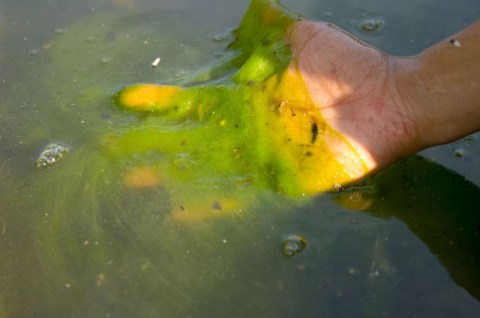 A Toxic Blue-Green Algae Bloom Has Killed 3 Dogs In A North Carolina Pond This Summer