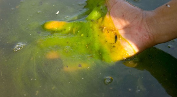 Toxic Blue-Green Algae Warnings Have Been Issued For These 7 Ponds And Lakes In Rhode Island