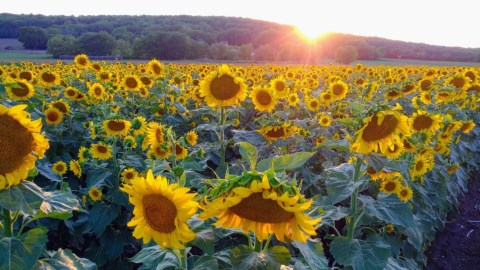 You'll See Beautiful Fields Of Gold At These 5 Kansas Sunflower Fields