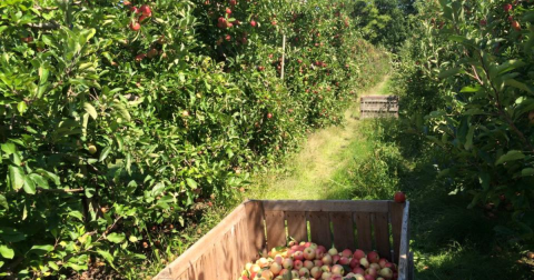 These Charming 10 Apple Orchards In Pennsylvania Are Great For A Fall Day
