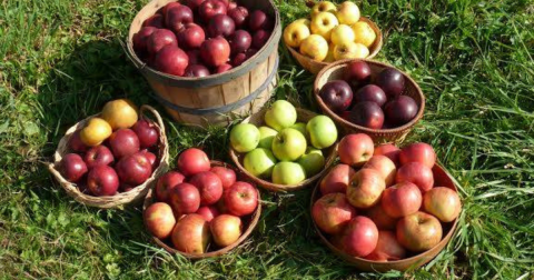 These 5 Charming Apple Orchards Near Pittsburgh Are Great For A Fall Day
