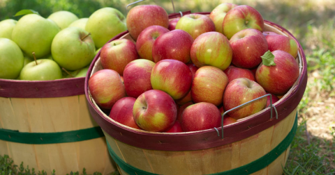 These Charming 12 Apple Orchards In Kentucky Are Picture Perfect For A Fall Day