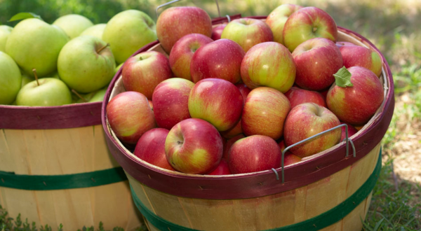 These Charming 12 Apple Orchards In Kentucky Are Picture Perfect For A Fall Day