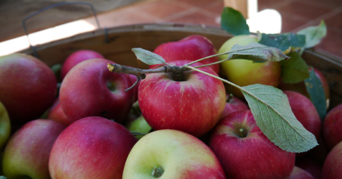 These 5 Charming Apple Orchards In Montana Are Great For A Fall Day