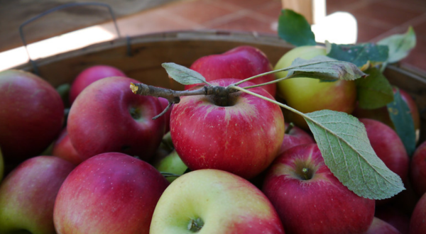 These 5 Charming Apple Orchards In Montana Are Great For A Fall Day
