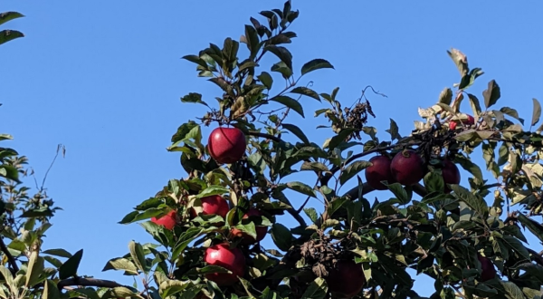 These 9 Charming Apple Orchards In New York Are Great For A Fall Day