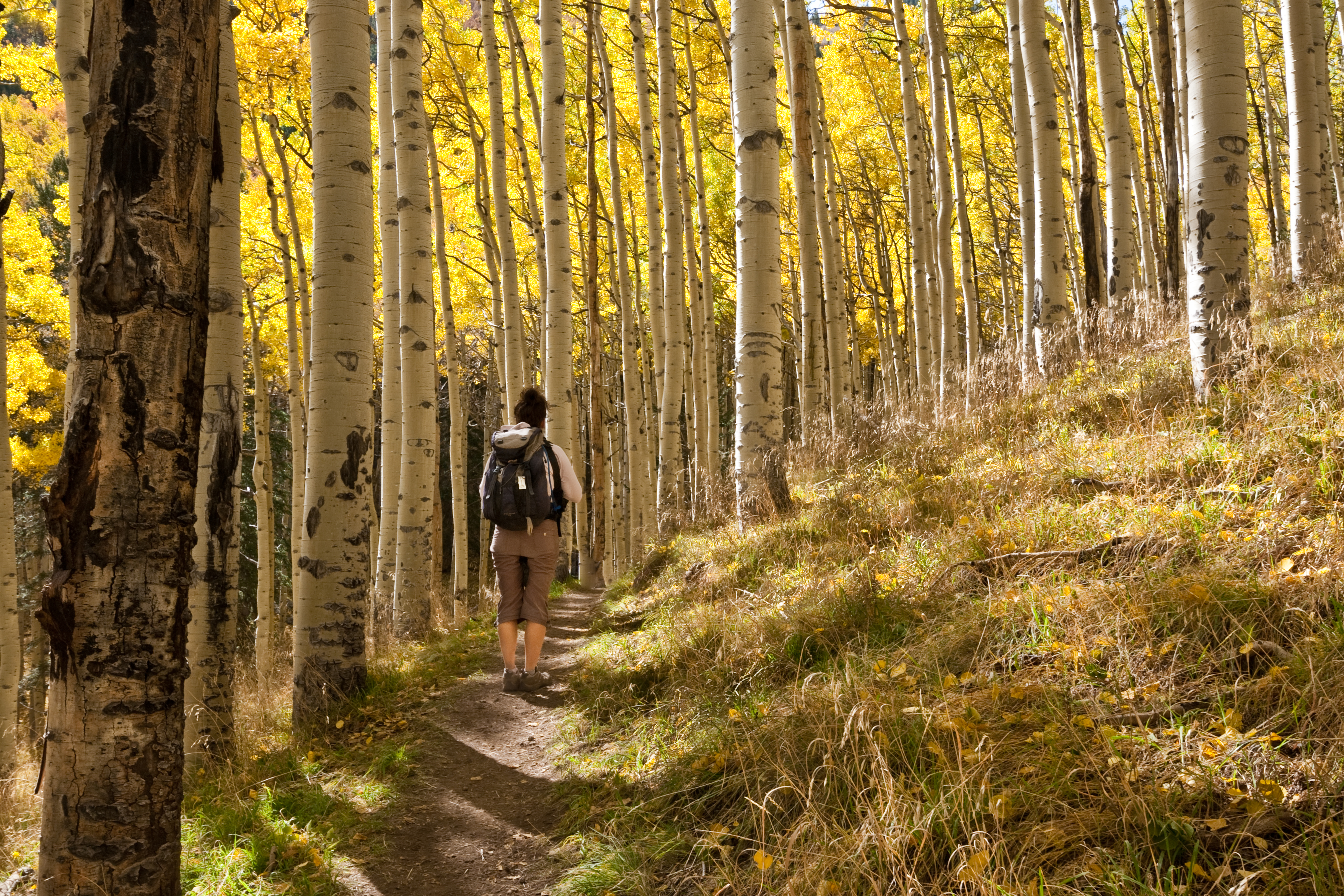 best hikes in flagstaff for fall colors
