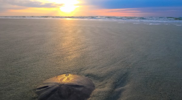 This Little Known Beach In Massachusetts Is Perfect For Finding Loads Of Sand Dollars