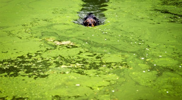 The Toxic Blue-Green Algae Responsible For Killing Dogs Around The U.S. Has Been Found In Vermont