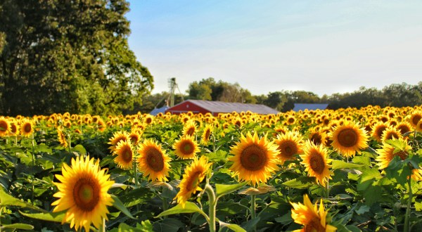 This Upcoming Sunflower Festival In South Carolina Will Make Your Summer Complete