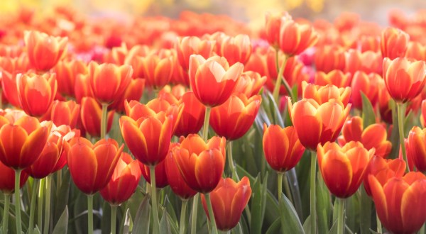 San Antonio Is Planting A Massive U-Pick Tulip Field For Spring 2020