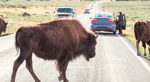 Here’s How To Stay Safe Around Wildlife In Yellowstone National Park