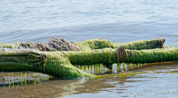 The Toxic Blue-Green Algae Responsible For Killing Dogs Around The U.S. Has Been Found In Illinois