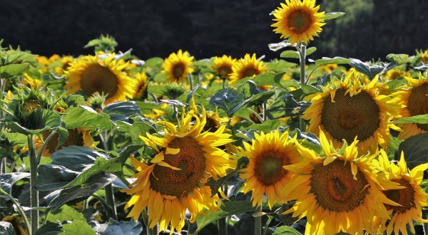 This Upcoming Sunflower Festival In Indiana Will Make Your Summer Complete