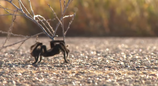 The Small Town In Colorado That’s Invaded By Thousands Of Migrating Tarantulas Each Year