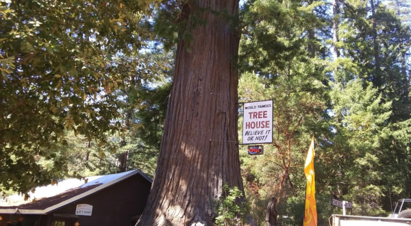The Northern California Tree House You Need To See To Believe