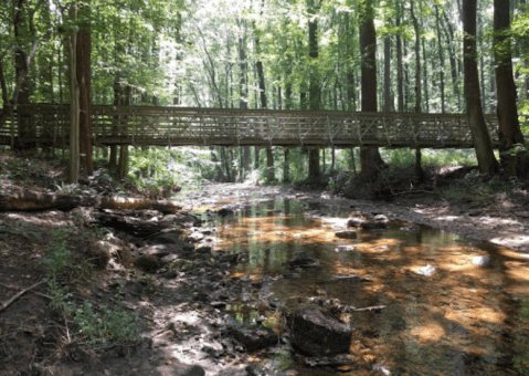 This Gorgeous Hike Through A Picturesque Delaware Forest Will Absolutely Enchant You