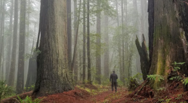 The Towering Redwoods On This Trail Are Some Of The Oldest Trees In Oregon