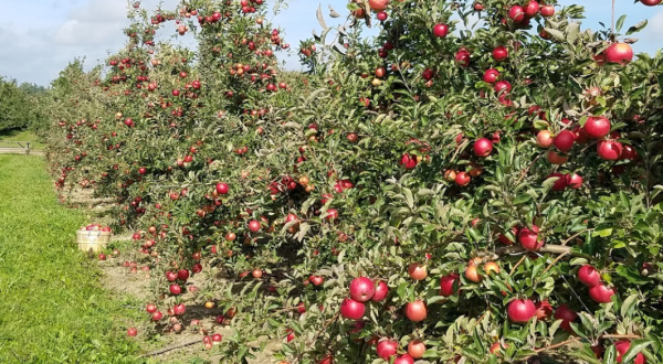 Hy’s Cider Mill Near Detroit Has 13 Delicious Apple Varieties Prime For The Picking