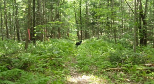 The 2.5-Mile Rines Forest Trail In Maine Takes You Through A Beautiful Wooded Landscape