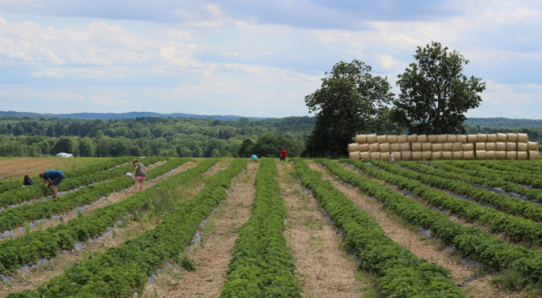 Pick Your Own Blueberries At This Charming Farm Hiding In New York