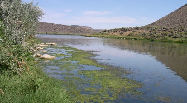 The Toxic Blue-Green Algae Responsible For Killing Dogs Around The U.S. Has Been Found In Idaho