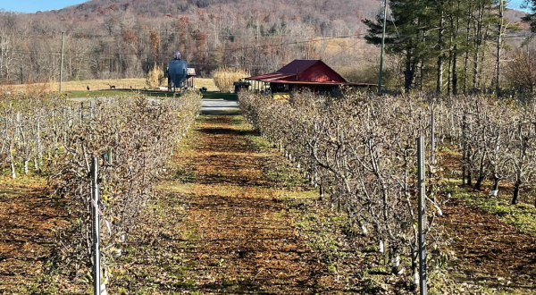 These Charming 7 Apple Orchards In Georgia Are Picture Perfect For A Fall Day