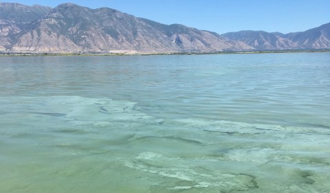 The Toxic Blue-Green Algae Responsible For Killing Dogs Around The U.S. Has Been Found In Utah
