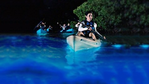 Experience Florida's Glowing Waters From A Clear-Bottom Kayak On This Magical Bioluminescence Tour