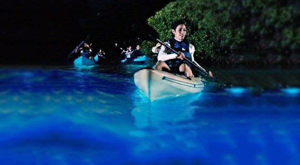 Experience Florida’s Glowing Waters From A Clear-Bottom Kayak On This Magical Bioluminescence Tour