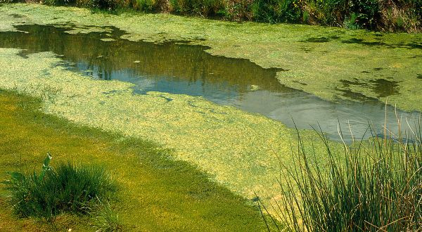 The Toxic Blue-Green Algae Responsible For Killing Dogs Around The U.S. Has Been Found In Indiana