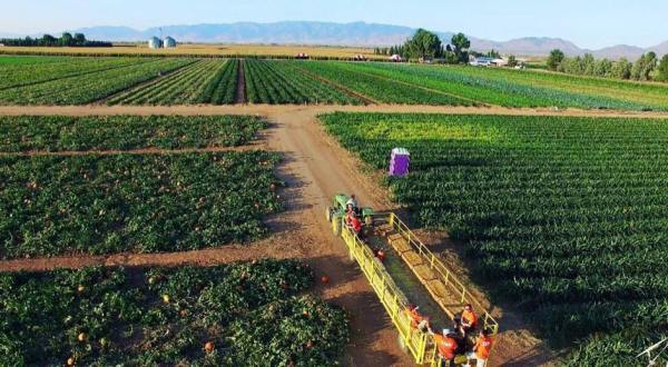 Arizona’s Apple Annie’s Orchard Has 10 Delicious Apple Varieties Prime For The Picking