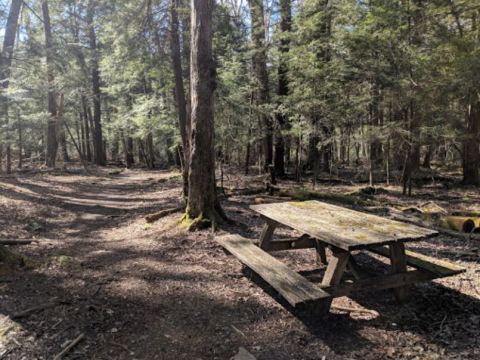 The Towering Hemlocks At Cathedral State Park Are Some Of The Oldest Trees In West Virginia