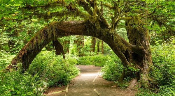 This Washington Rainforest Hike Will Really Take You Away From It All