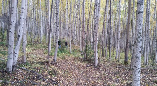 Walk Beneath The Aspens On This Easy Trail In The Interior Of Alaska