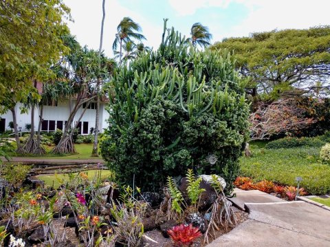 Most People Are Surprised To Discover That Hawaii Is Home To One Of The World's Best Cactus Gardens