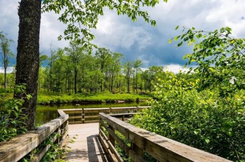 The Freeland Boardwalk Trail In West Virginia Skims Across The Top Of Gorgeous Wetlands