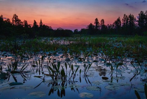 This Nighttime Swamp Tour Will Show You A Whole New Side Of Georgia