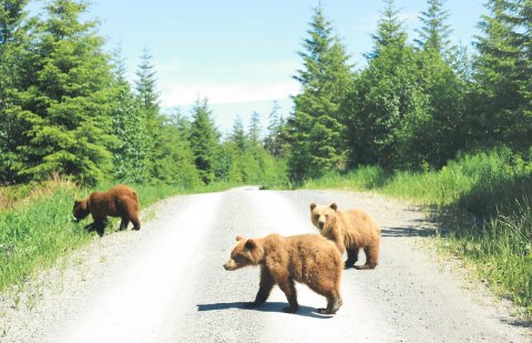 You Can Hang Out With Grizzly Bears On A Tour Of Chichagof Island In Alaska