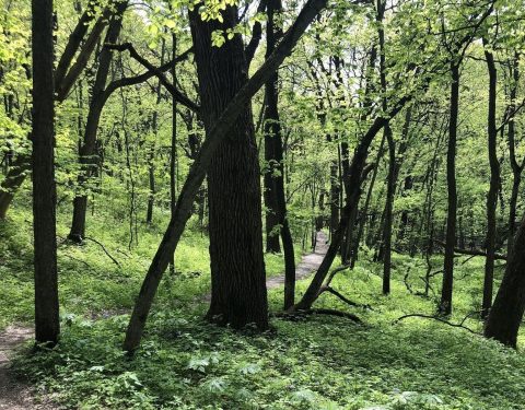 This Gorgeous Hike Through A Picturesque Iowa Forest Will Absolutely Enchant You
