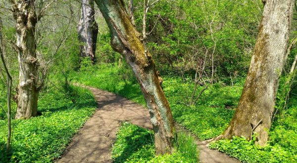 Delaware’s Brandywine Creek State Park Is A Beautifully Brilliant Green
