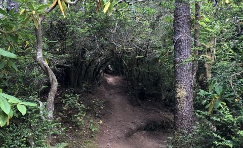 Take The Shady Hobbit Trail In Oregon To Reach A Beautiful, Secluded Beach