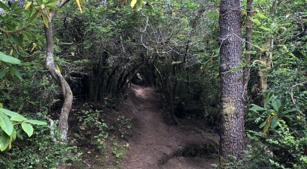 Take The Shady Hobbit Trail In Oregon To Reach A Beautiful, Secluded Beach