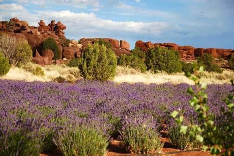 Get Lost In This Beautiful 35,000-Plant Lavender Farm In Arizona