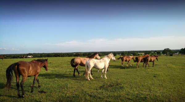 You Can Stay The Night On This 4,000-Acre Wild Horse Sanctuary In Oklahoma That’s Beyond Gorgeous