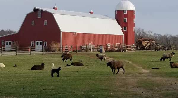 Hang Out With Sheep On This Working Farm In Oklahoma